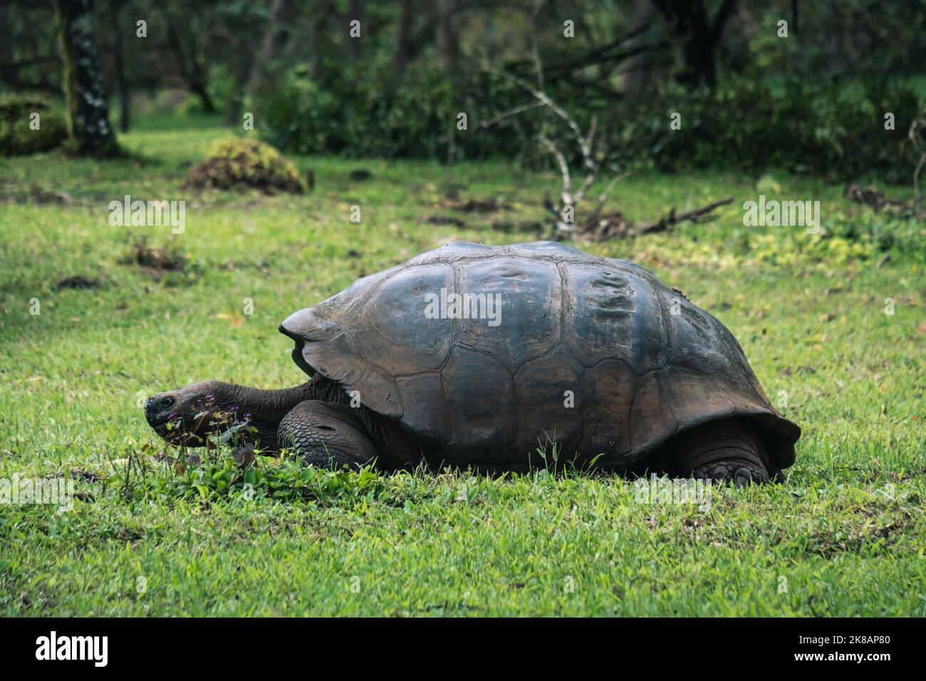 Galapagos Riesenschildkröte füttert auf dem Land Stockfoto