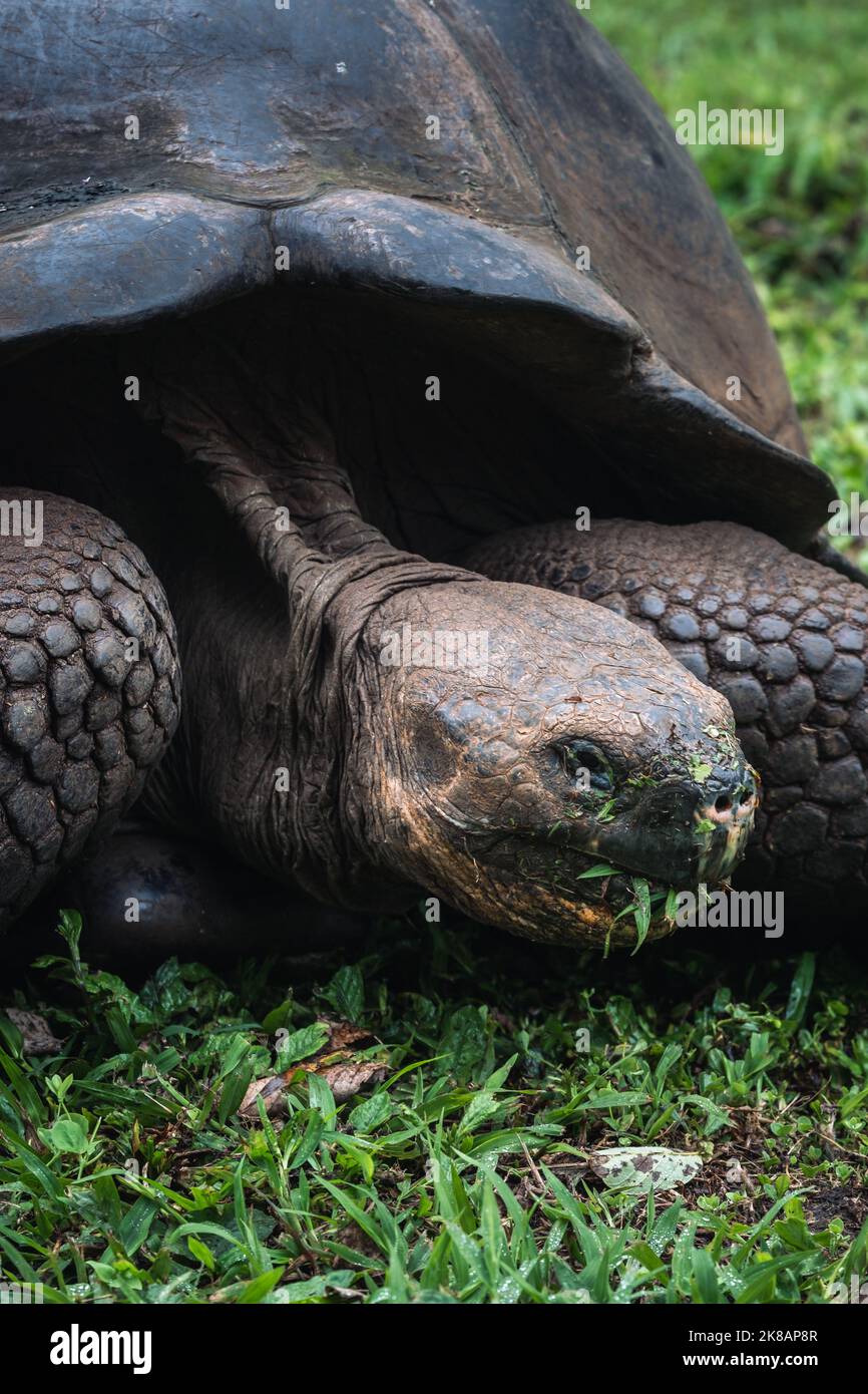 Galapagos Riesenschildkröte füttert auf dem Land Stockfoto