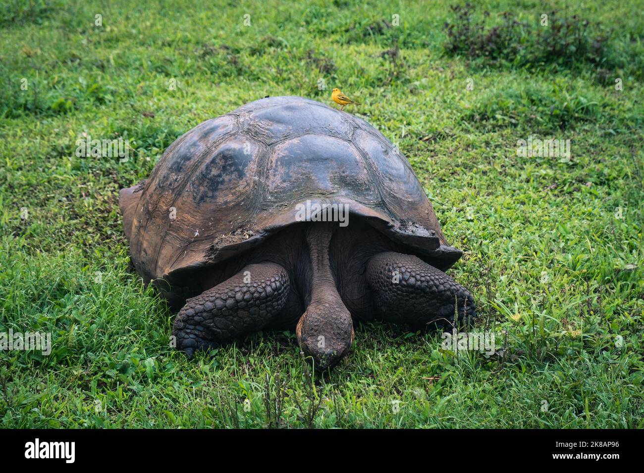 Galapagos Riesenschildkröte füttert auf dem Land Stockfoto