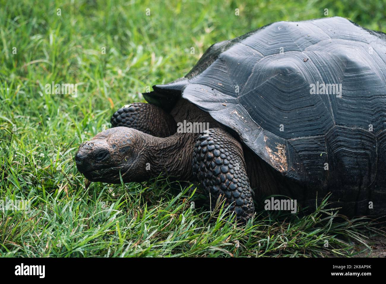 Galapagos Riesenschildkröte füttert auf dem Land Stockfoto
