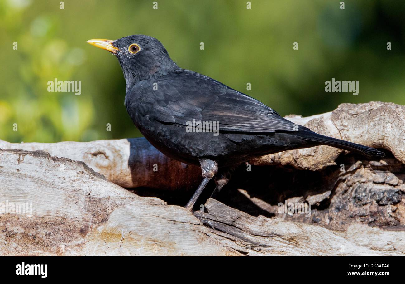 Blackbird, männlich und weiblich, Fotos gemacht in Bedfordshire, Großbritannien. Gärten und Landschaft Stockfoto