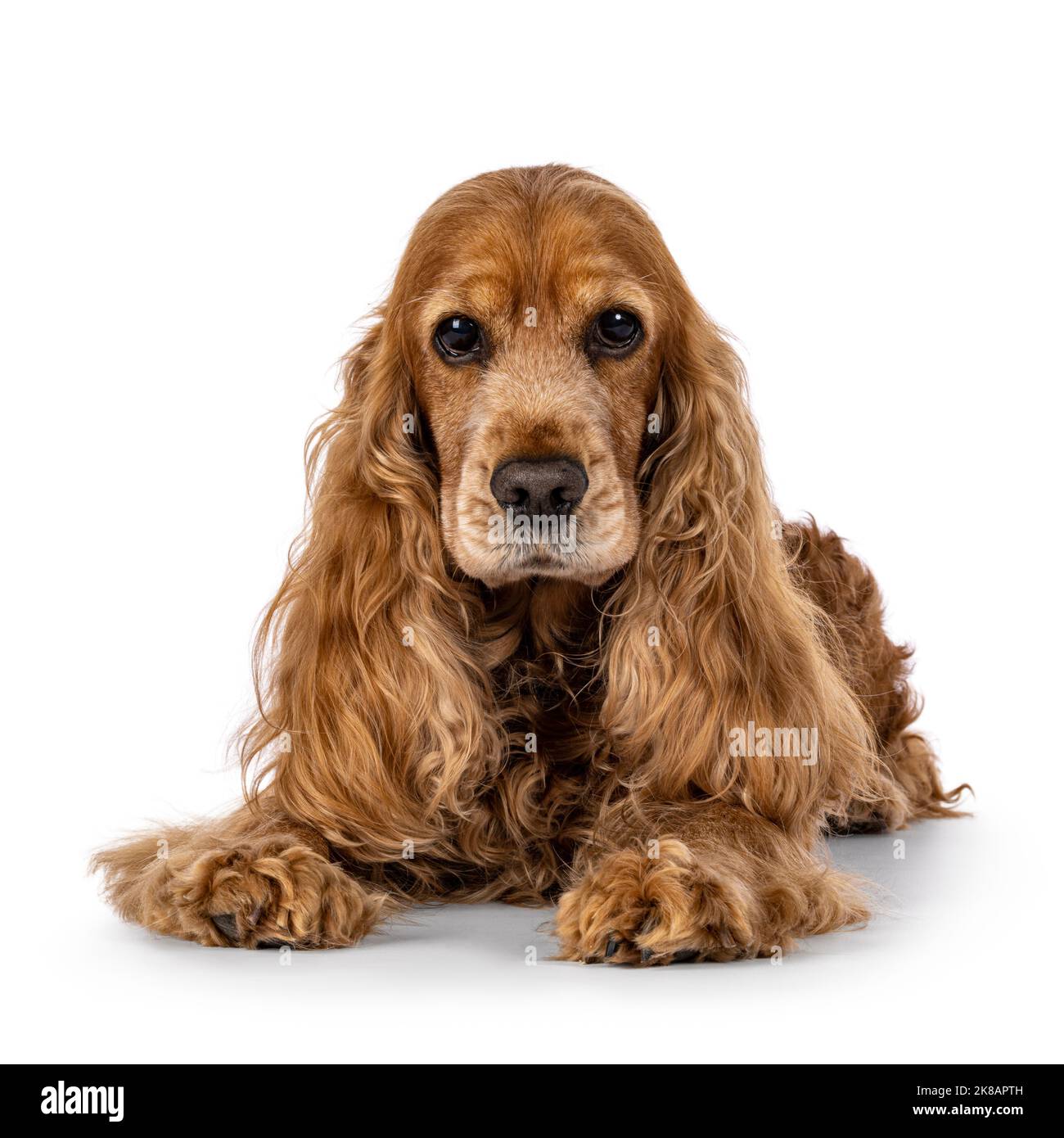 Schöner brauner älterer Cocker Spaniel Hund, der sich mit der Vorderseite niederlegt. Kopf hoch. Blick auf die Kamera. Isoliert auf weißem Hintergrund. Stockfoto