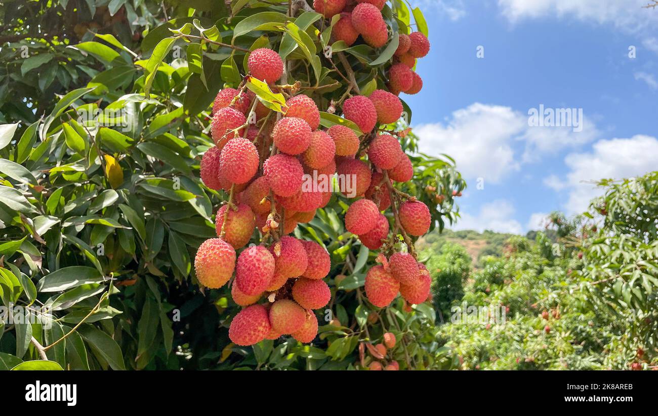 Litschi-Frucht auf dem Baum zum Pflücken. Stockfoto