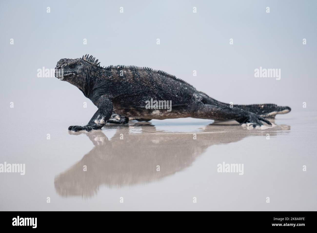 Galapagos Marine Iguana, der über den Strand läuft, mit Spiegelungen im nassen Sand Stockfoto