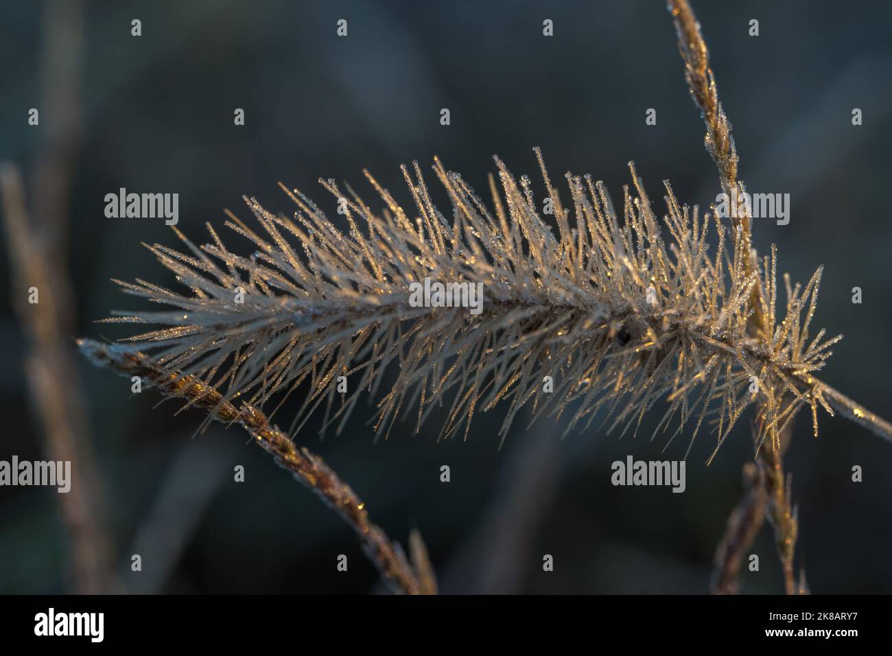 Pflanzen mit Frost im Morgenlicht Stockfoto