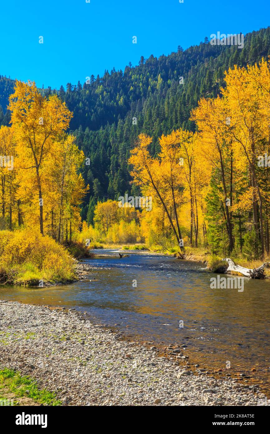 Herbstfarben entlang Rock Creek in der Nähe von clinton, montana Stockfoto