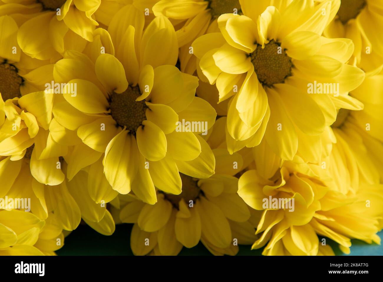 Gelbe Chrysantheme Blüten. Nahaufnahme der Blumen. Blumenblumen Hintergrund. Stockfoto