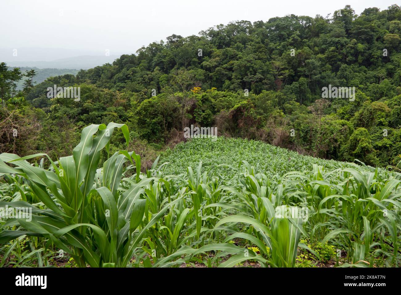 Der Dschungel wurde in der Nähe der Wasserfälle von Agua Azul in Chiapas, Mexiko, für die Landwirtschaft freigemacht. Maisfeld und Regenwald. Verlust von Lebensräumen und Umweltzerstörung Stockfoto
