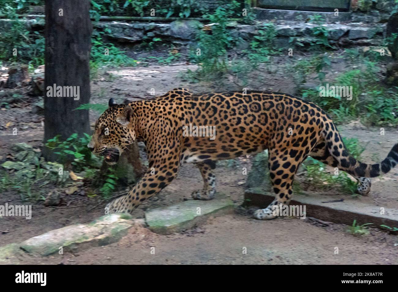 Weibliche jaguar im Zoo Käfig in Chiapas, Mexiko. Großkatze (Panthera onca) im Gehege Stockfoto