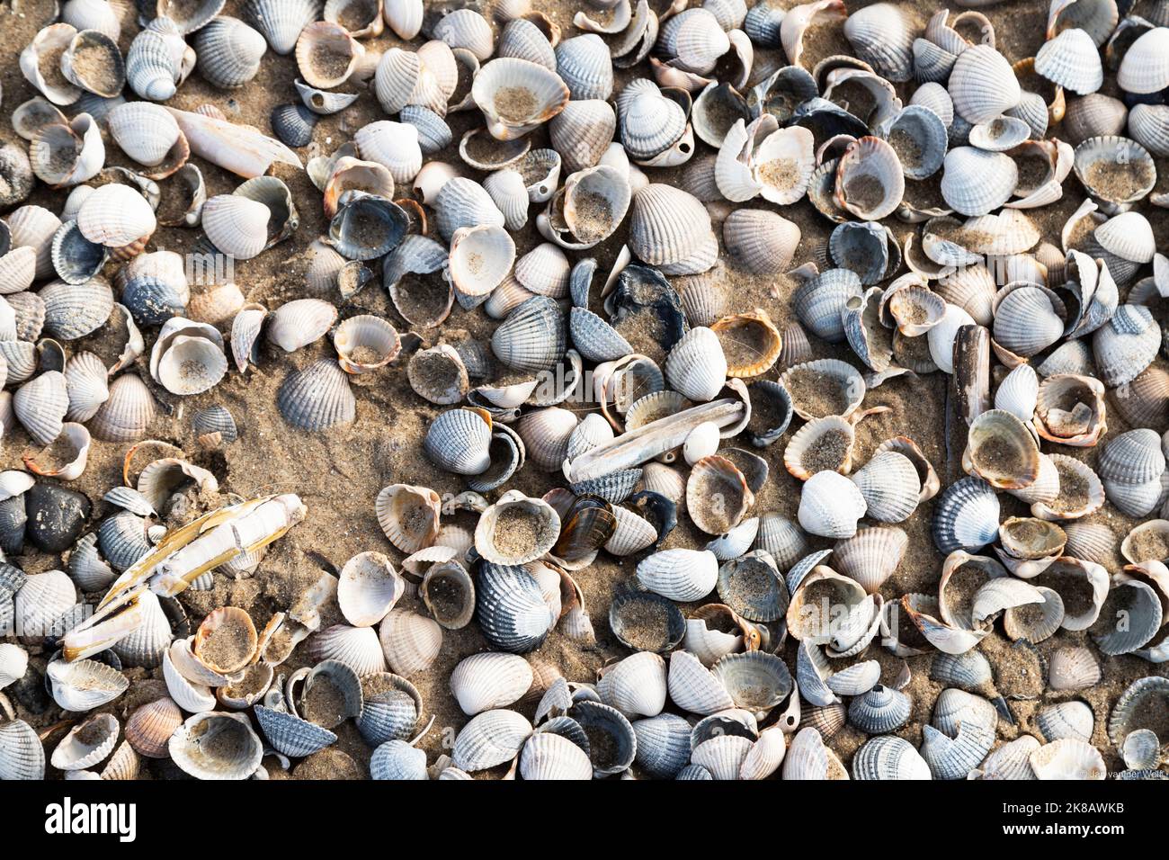 Verschiedene Muschelarten am Strand von Texel. Stockfoto