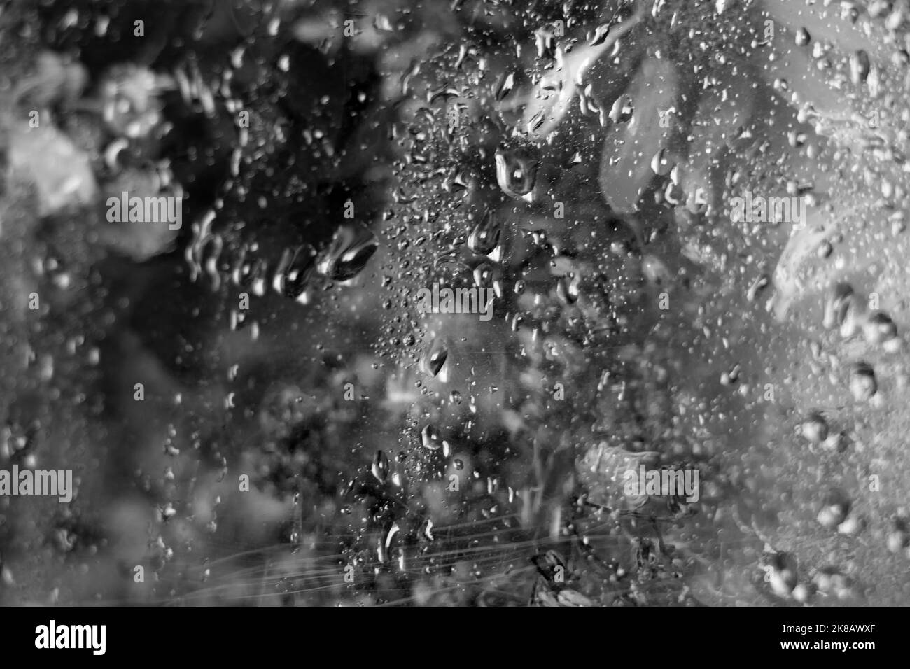 Ein Bouquet von wilden blauen und gelben Blumen, die hinter nassem Glas als Hintergrund getrocknet sind, Blumen hinter Glas, Blumenhintergrund schwarz-weiß Foto Stockfoto