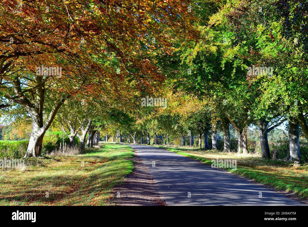 Eine von Bäumen gesäumte Landstraße in der Nähe von Sandringham in Norfolk beginnt ihre Farbe zu ändern, als die Blätter zu Beginn des Herbstes in Großbritannien braun werden Stockfoto