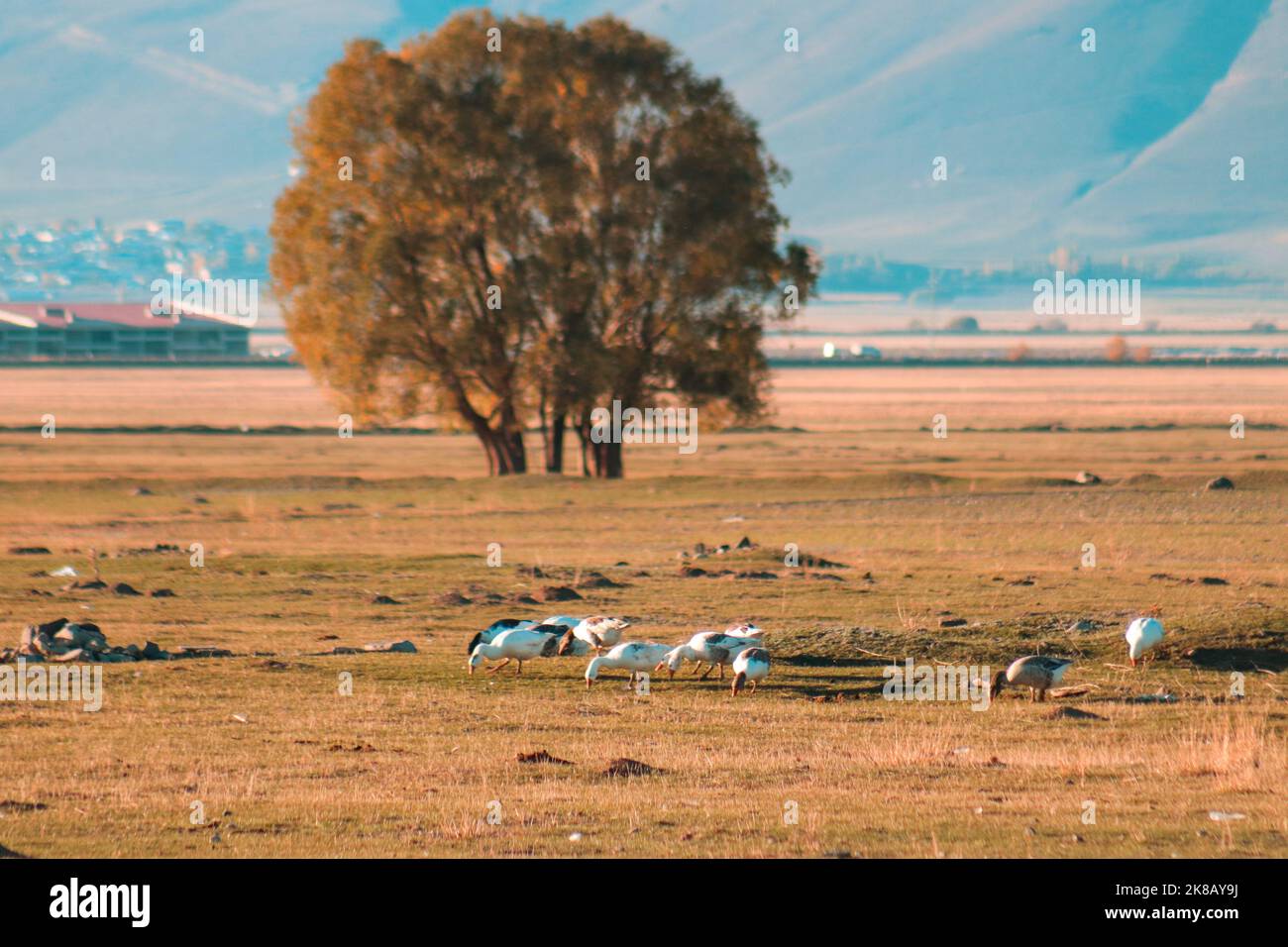 Eine Herde Gänse, die Gras auf dem Rasen fressen. Im Hintergrund die Herbstebene und der einsame Fokus tree.selective. Stockfoto