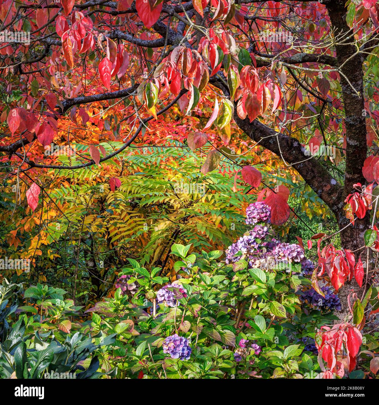 Herbstfarben in den Aberglasney Gardens Stockfoto