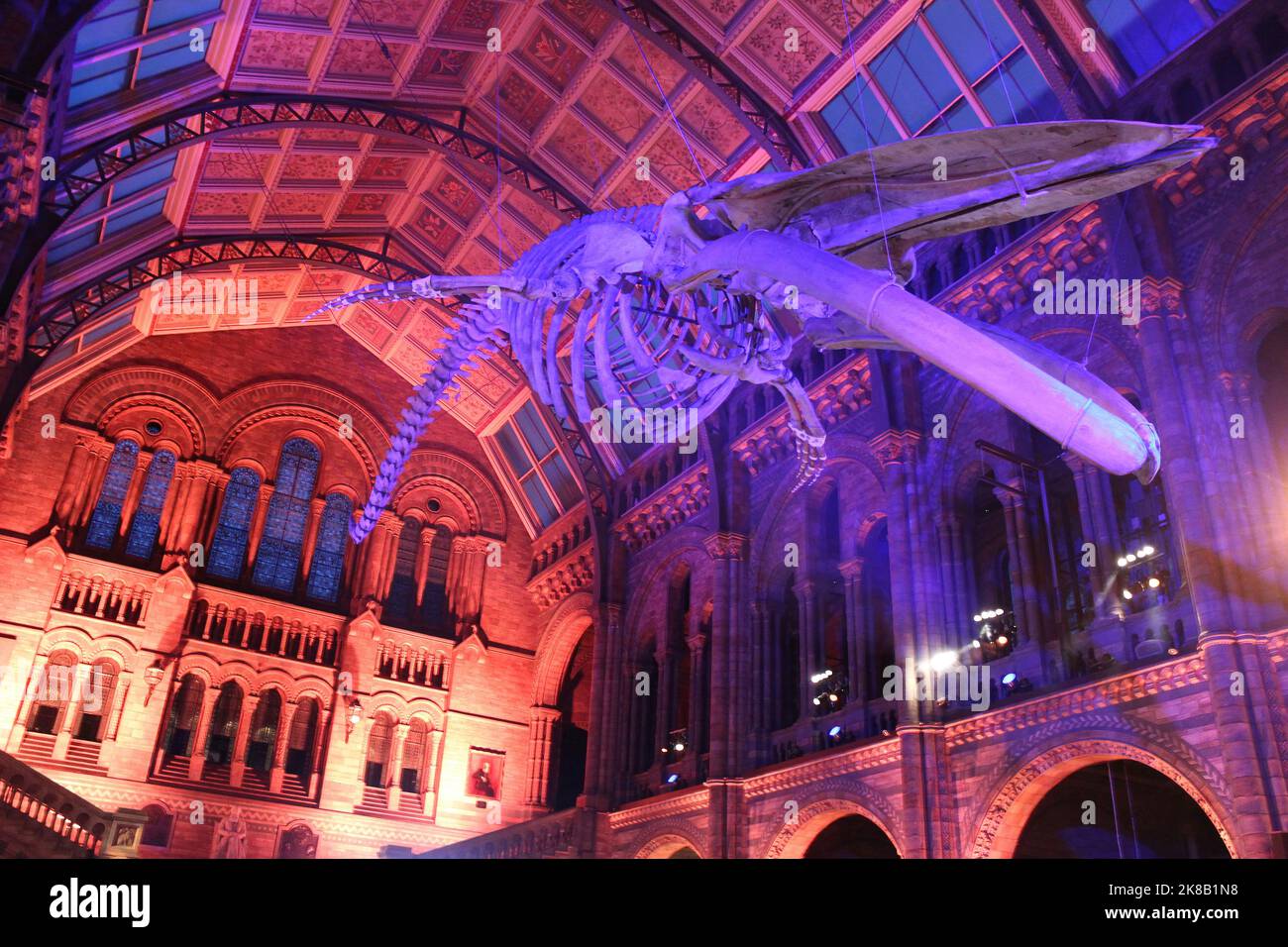 Blue Whale Skeleton namens „Hope“ in Hintze Hall, Natural History Museum, London, Großbritannien Stockfoto