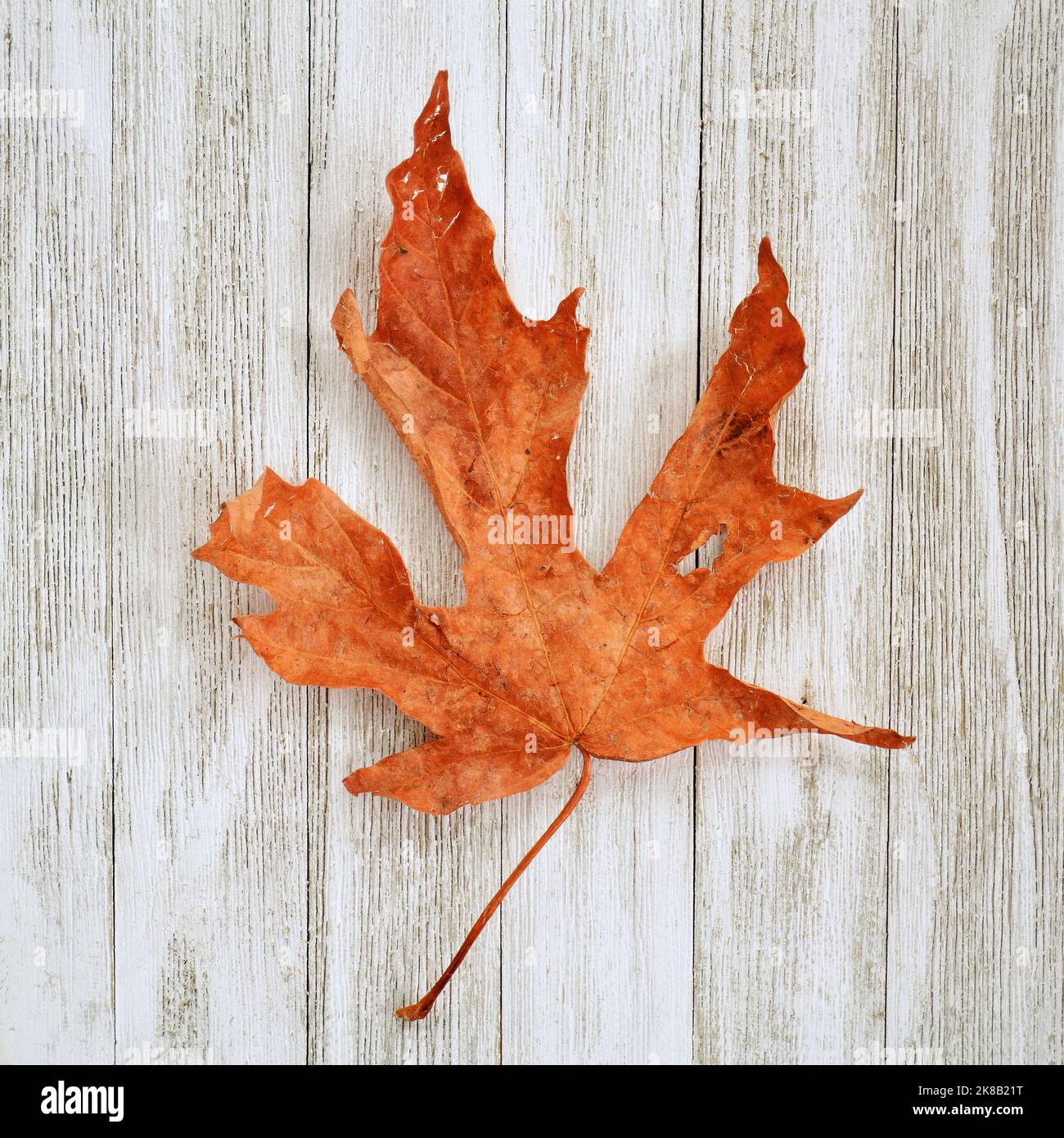 Trockenes und verdorrtes großes Blatt Ahornblatt auf rustikalem weißem Holzhintergrund. Ein Zeichen von Herbst oder Herbst. Stockfoto