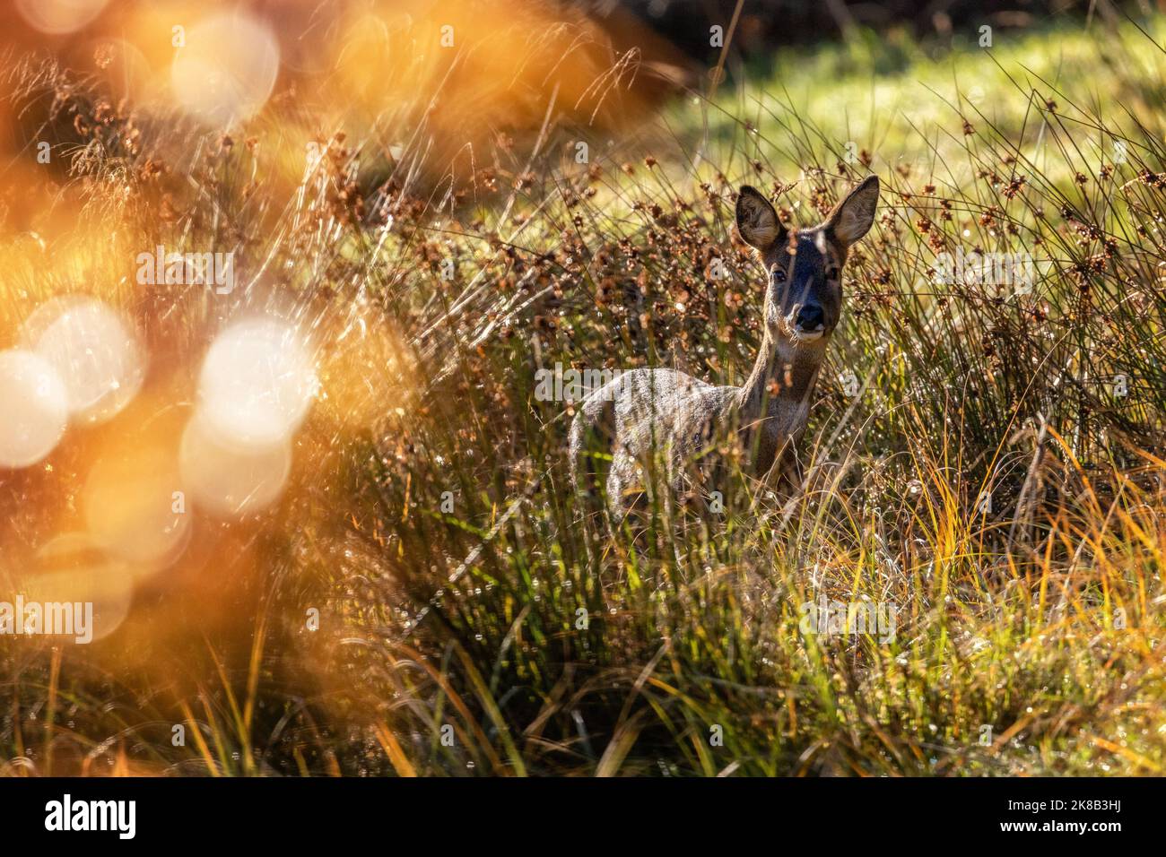 Ben Rhydding, West Yorkshire. Britische Tierwelt - 22. Oktober 2022: Eine besondere Begegnung im herbstlichen Morgenlicht mit einem neugierigen Reh (Capreolus capreolus), der in hohen Gräsern steht. Ben Rhydding, West Yorkshire, Großbritannien. Quelle: Rebecca Cole/Alamy Live News Stockfoto