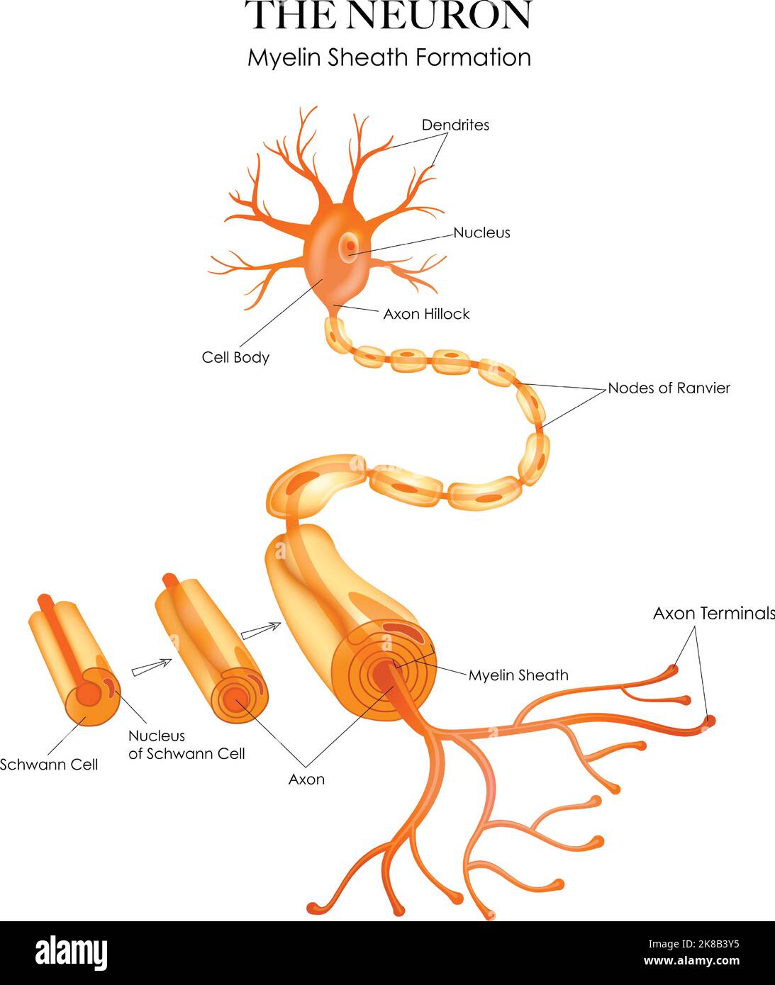 Bunte Neuronanatomie und Myelinscheidenbildung auf weißem Hintergrund Stock Vektor