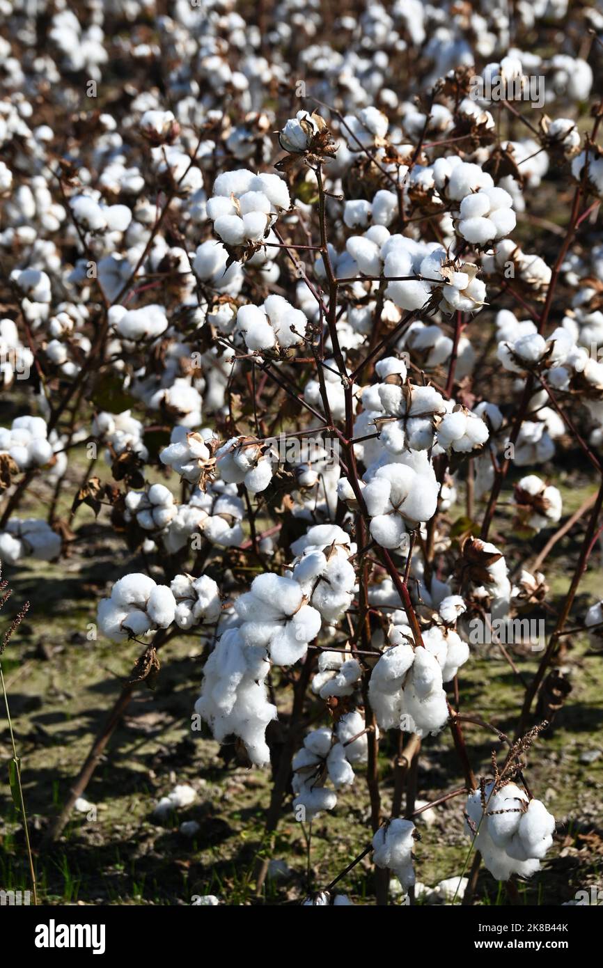 Nahaufnahme des Baumwollfeldes in North Carolina Stockfoto