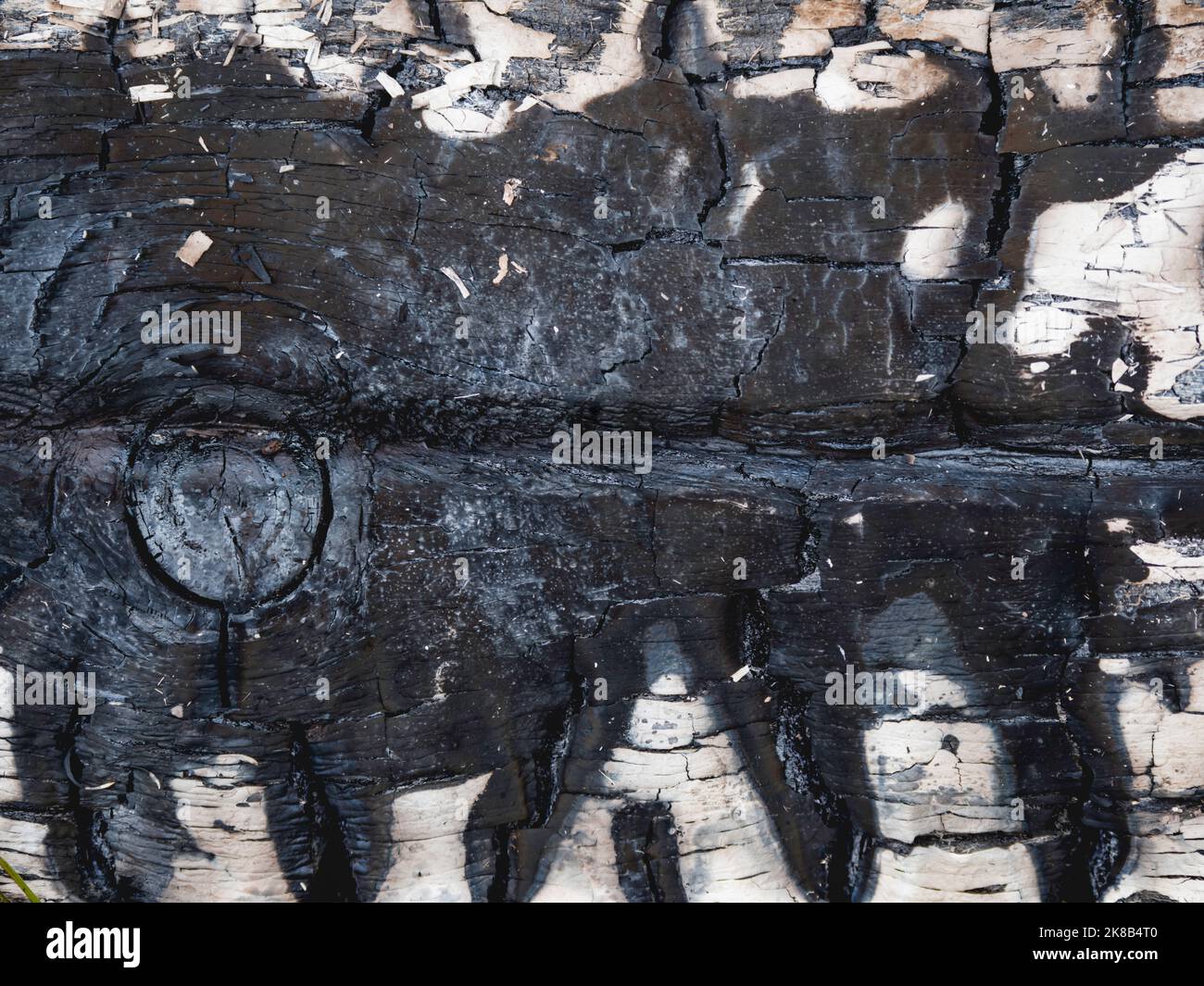 Verbrannte Holzbretter. Textur der weißen Platte nach dem Feuer. Flamme beschädigt Holzhintergrund. Stockfoto