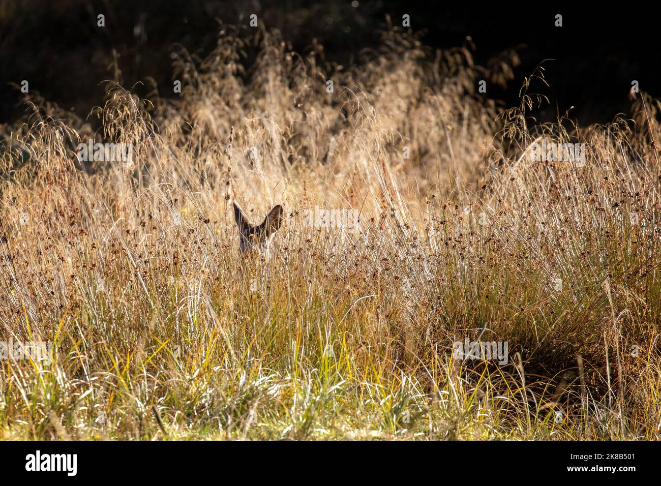 Eine besondere Begegnung im herbstlichen Morgenlicht mit einem neugierigen Reh (Capreolus capreolus), der sich in hohen Gräsern versteckt und nach draußen schaut. Yorkshire, Großbritannien Stockfoto