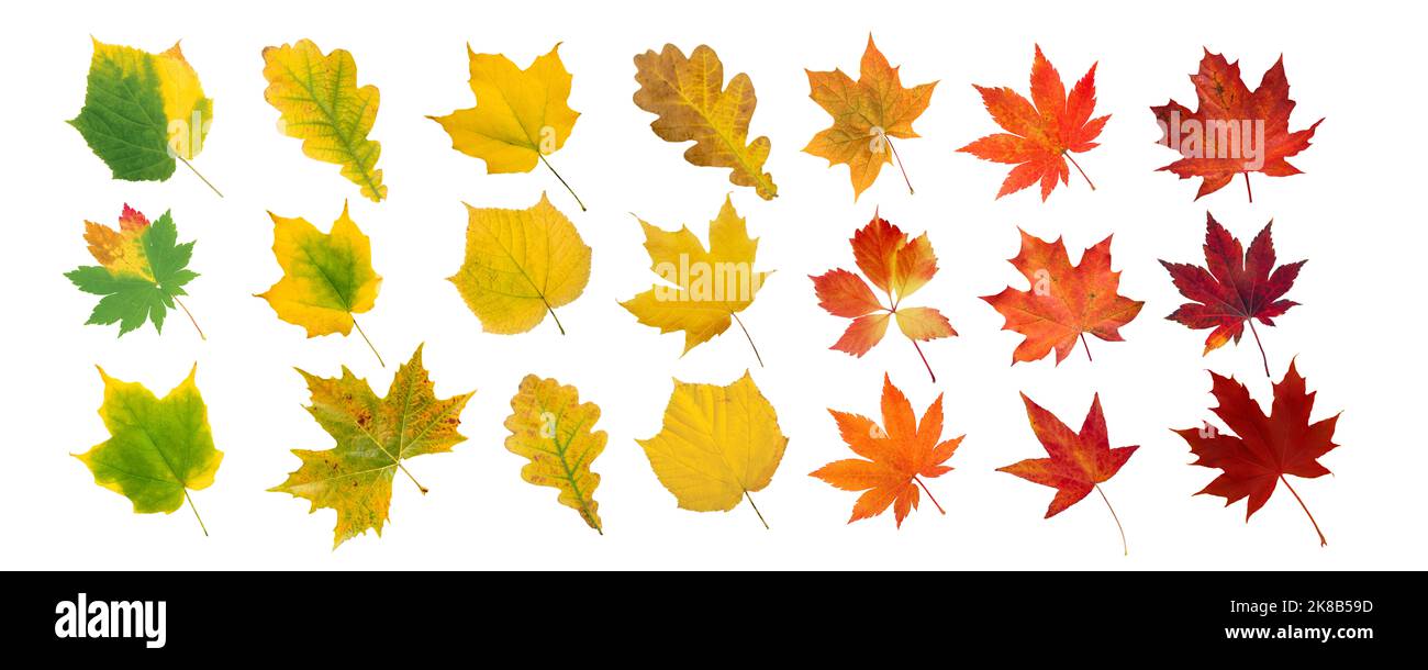 Set aus grünen, gelben, orangen und roten Blättern isoliert auf weiß. Herbstlich gefärbtes kanada und japanischer Ahorn, Eiche, Traube, platanblätter Verlauf. Transitio Stockfoto