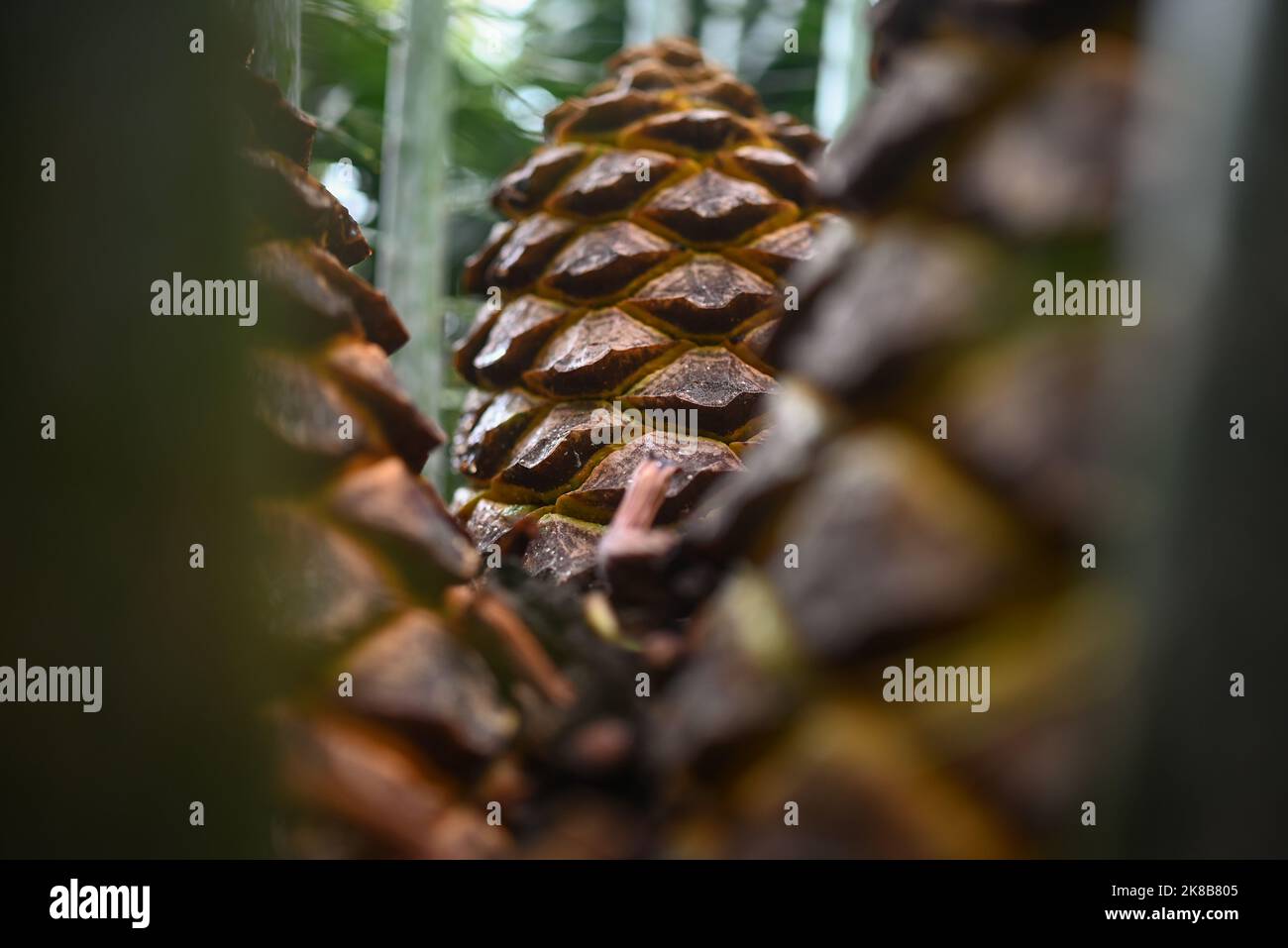 Meist verschwommene zululand-Cycad-Früchte aus der Nähe - stärkehaltige gelbe Zapfen Stockfoto