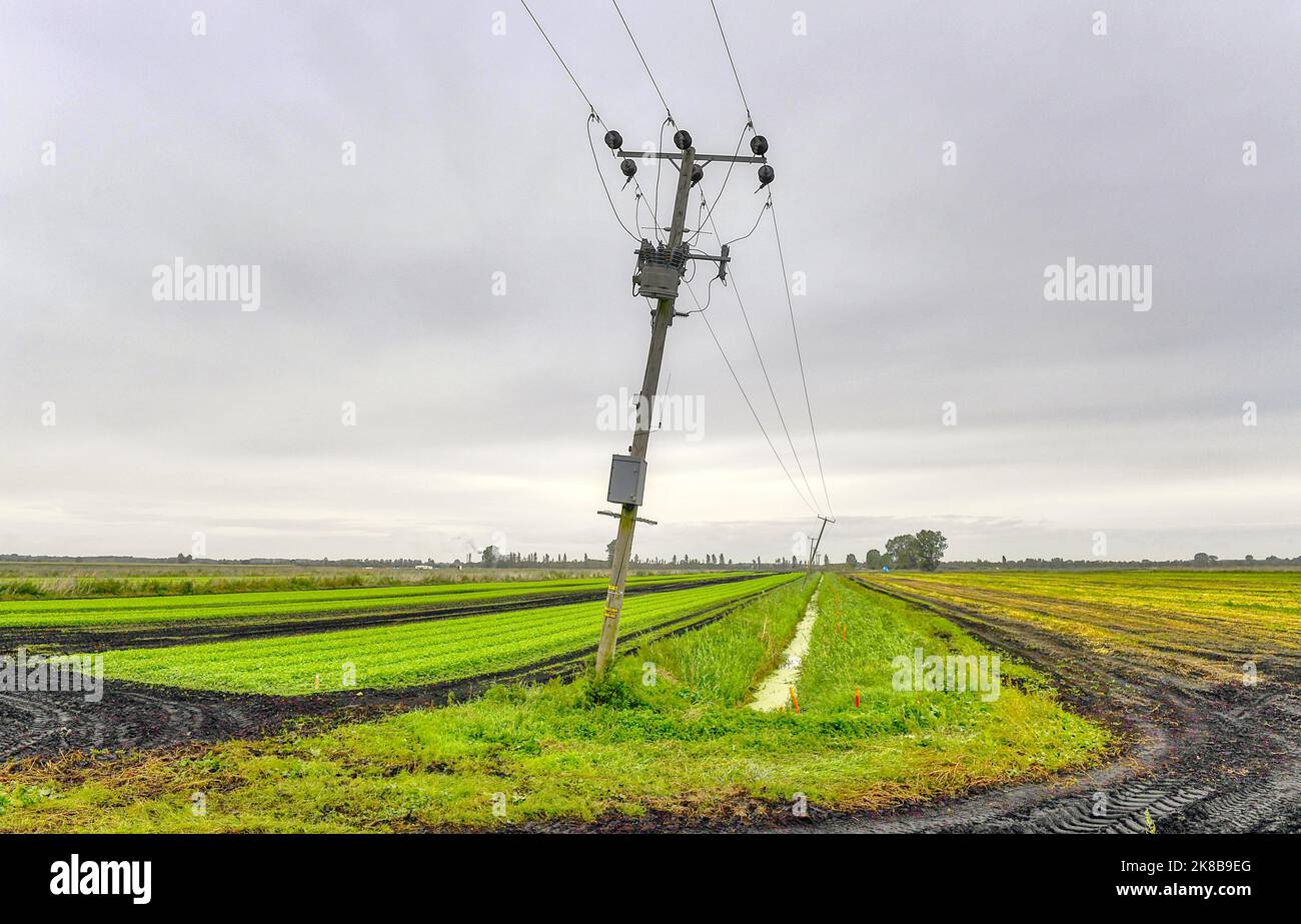 Stromleitungen, die sich in den Norfolk Fens hinneigen Stockfoto