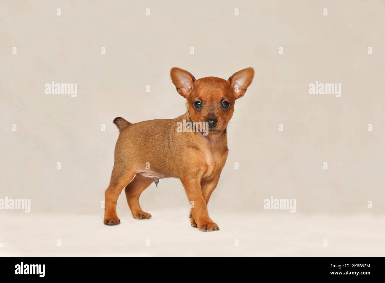 Ein charmanter, glatter Welpe steht und starrt in die leere Reichweite. Ein kleiner, brauner Hund auf hellem Hintergrund. Reinrassige Welpen Mini Pinscher auf einem grauen Hintergrund. Stockfoto