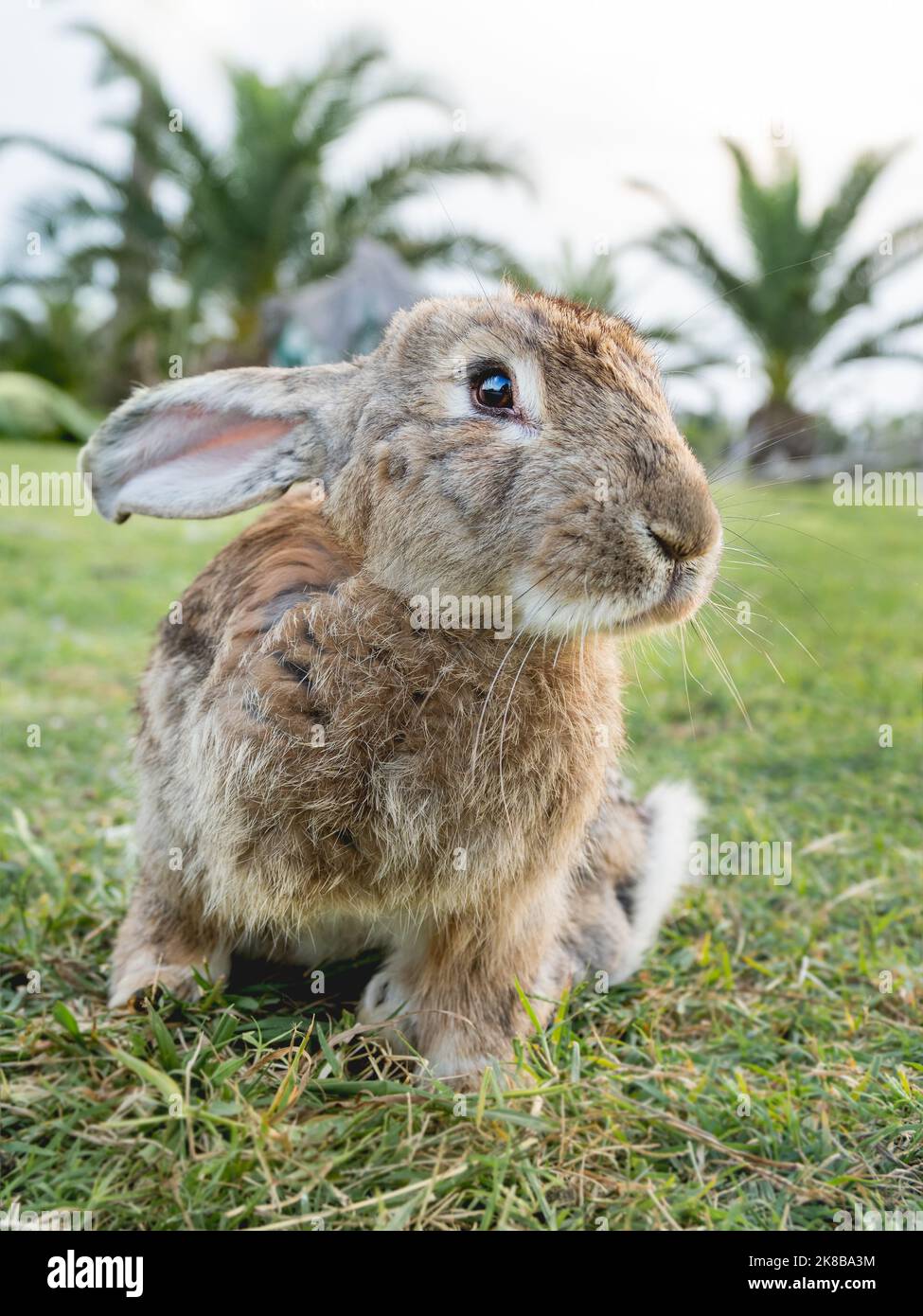 Porträt von niedlichen Hasen auf dem Rasen. Flauschiges Kaninchen auf grünem Gras starrt in die Kamera. Nutztiere weiden auf dem Feld im Freien. Stockfoto