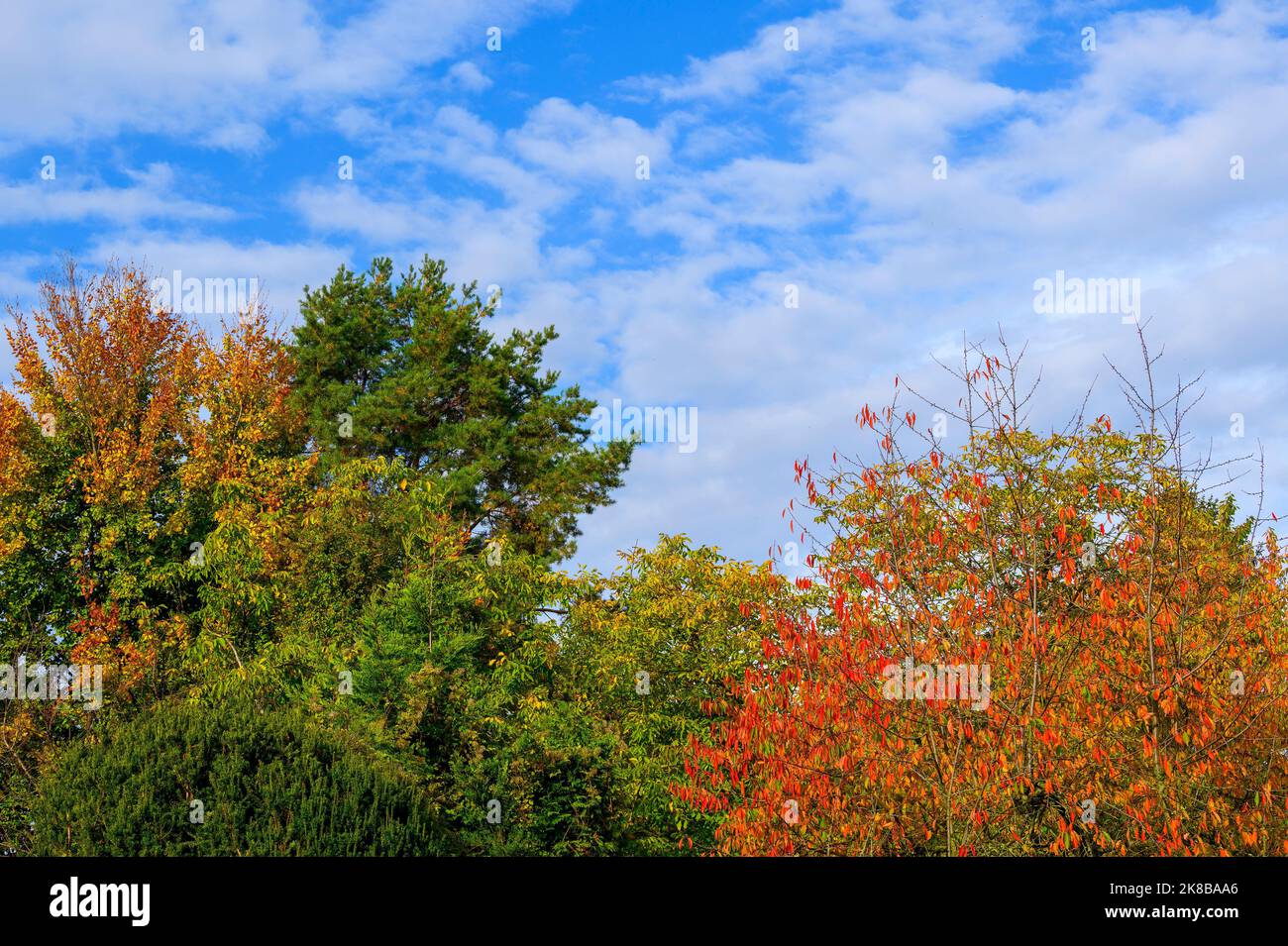 Bäume mit bunten Herbstblättern, die von der Sonne erleuchtet werden. Stockfoto