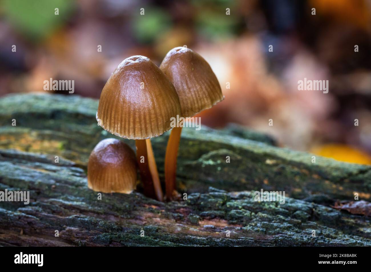 Clustered Bonnet, Fungi, Großbritannien Stockfoto