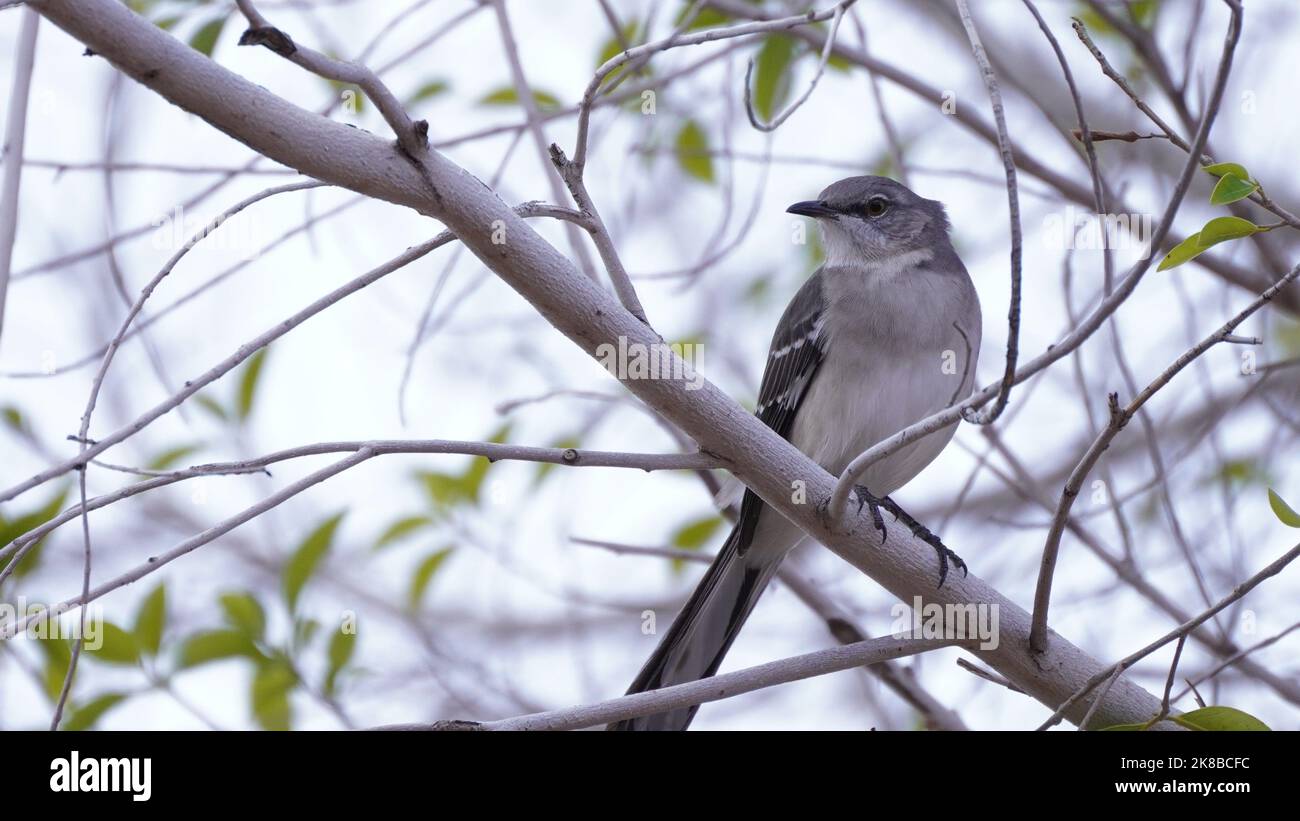 Nördlicher Spottvogel (Mimus polyglottos), der hoch oben in einem Baum sitzt Stockfoto