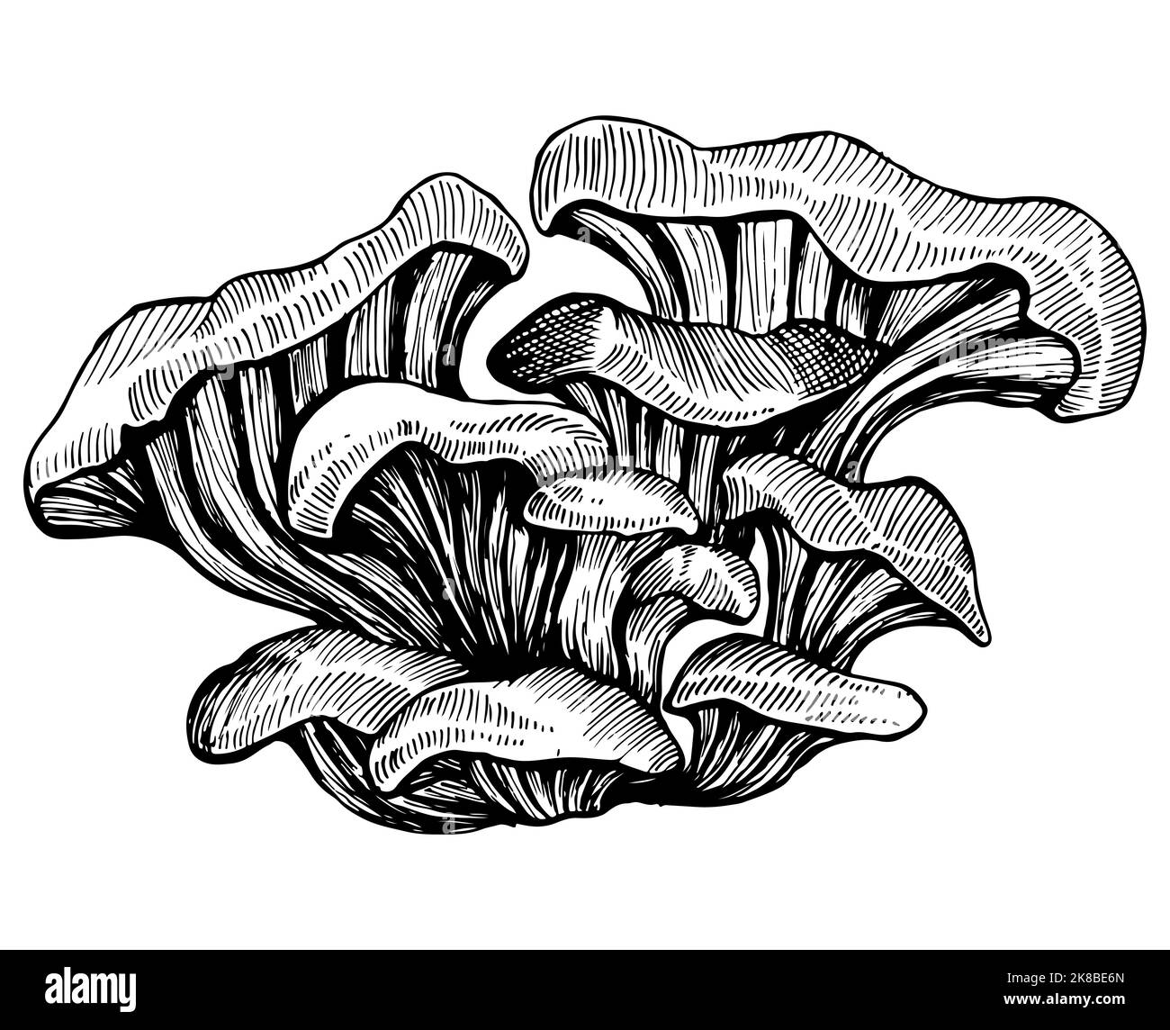Austernpilze Malseite, Muster isoliert auf weißem Hintergrund. Vegetarisch frisch leckere Waldpilze realistischer Skizzenstil. Stock Vektor