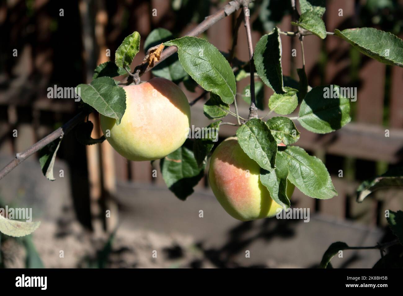 Rote Apfelsorte auf dem Obstgarten. Kleine Früchte auf den üppig grünen Bäumen, Früchte bereit zur Ernte im sonnigen Garten Stockfoto