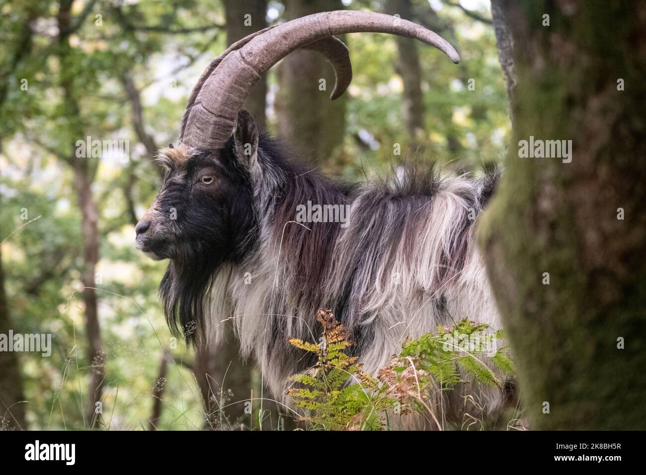 Feral Mountain Goats at Dinorwic Slate Quarry, situated between the Villages of Dinorwig and Llanberis, Snowdonia, North Wales, United Kingdom. Stockfoto