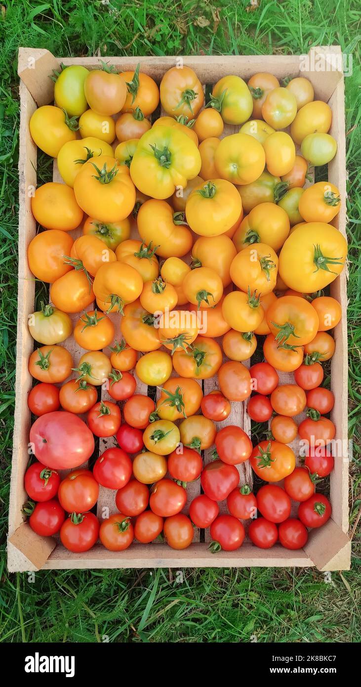 Verschiedene Sorten von gelben und roten Tomaten verschiedener Sorten, in einer Holzkiste Stockfoto