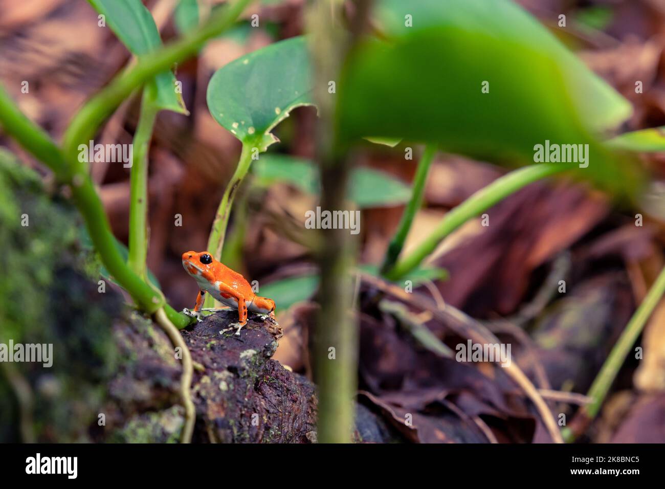 Roter Frosch in Panama. Ein roter Erdbeer-Giftpfeilfrosch am Red Frog Beach, Bastimentos Island. Bocas del Toro, Mittelamerika. Panama. Stockfoto