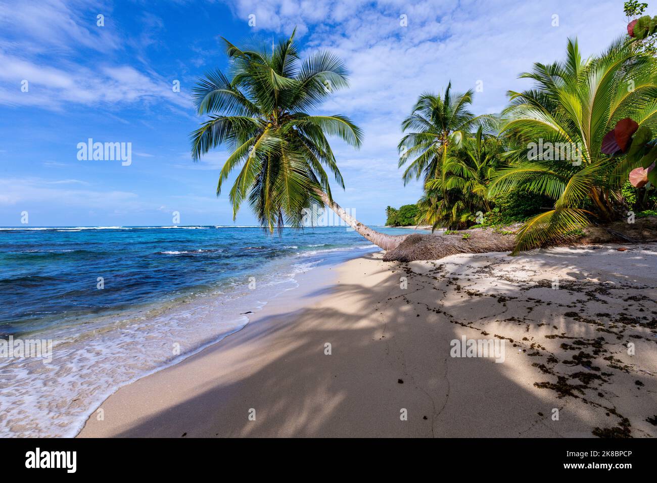 Tropischer Strand. Friedlicher karibischer Strand mit Palmen. Bastimentos Island, Bocas del Toro, Mittelamerika, Panama. Stockfoto