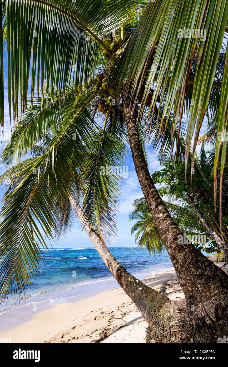 Tropischer Strand. Friedlicher karibischer Strand mit Palmen. Bastimentos Island, Bocas del Toro, Mittelamerika, Panama. Stockfoto