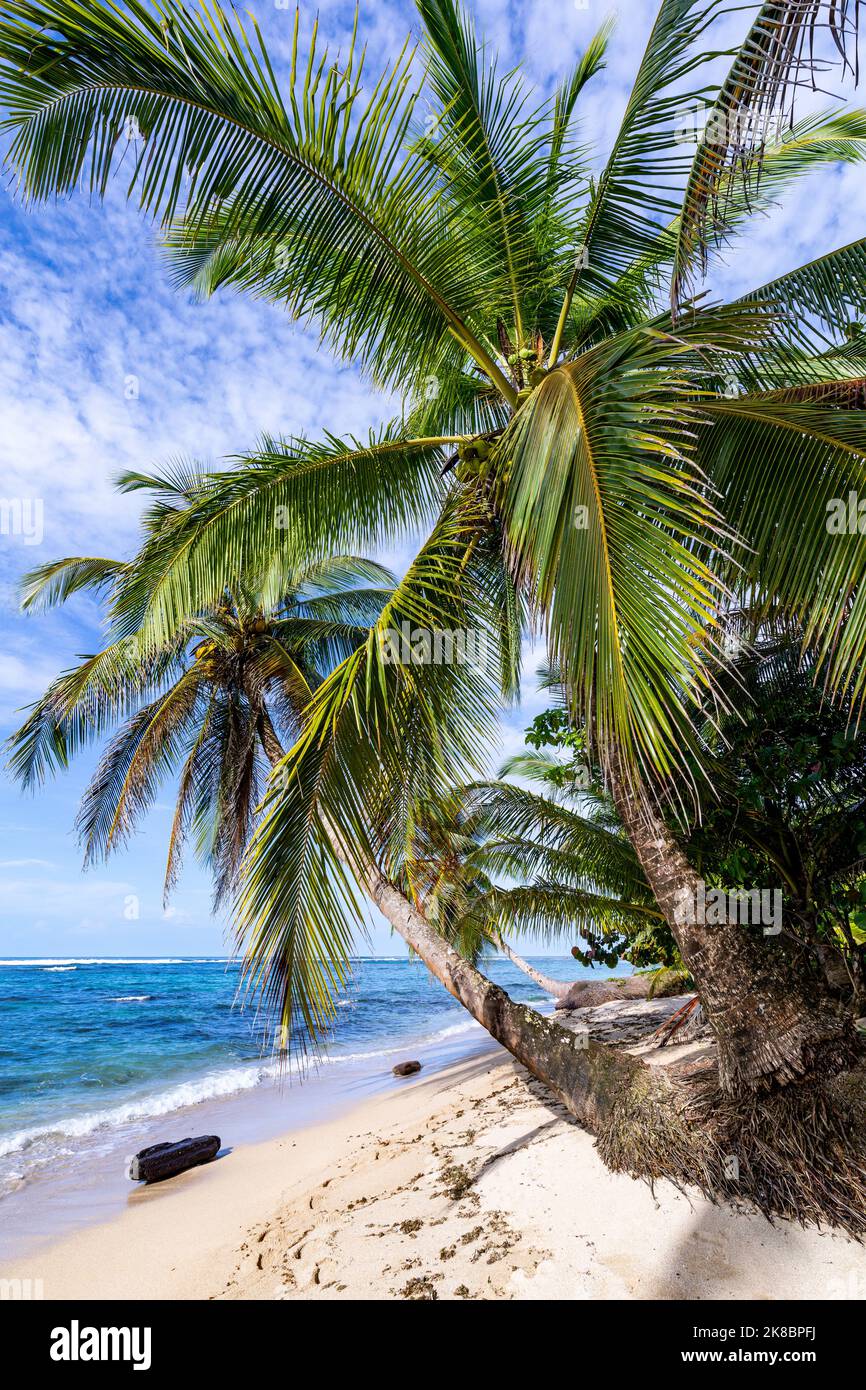 Tropischer Strand. Friedlicher karibischer Strand mit Palmen. Bastimentos Island, Bocas del Toro, Mittelamerika, Panama. Stockfoto