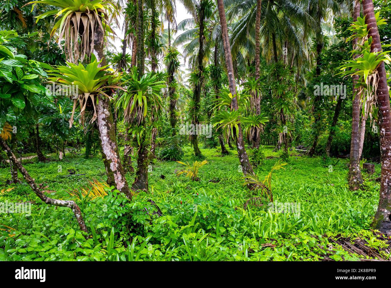 Tropische karibische Insel mit üppiger Vegetation im Meerespark von Bastimentos, Cayos Zapatilla, Bocas del Toro, Panama. Stockfoto