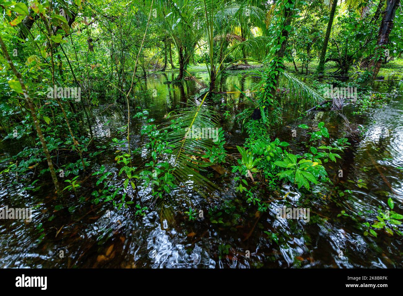 Tropische karibische Insel mit üppiger Vegetation im Meerespark von Bastimentos, Cayos Zapatilla, Bocas del Toro, Panama. Stockfoto