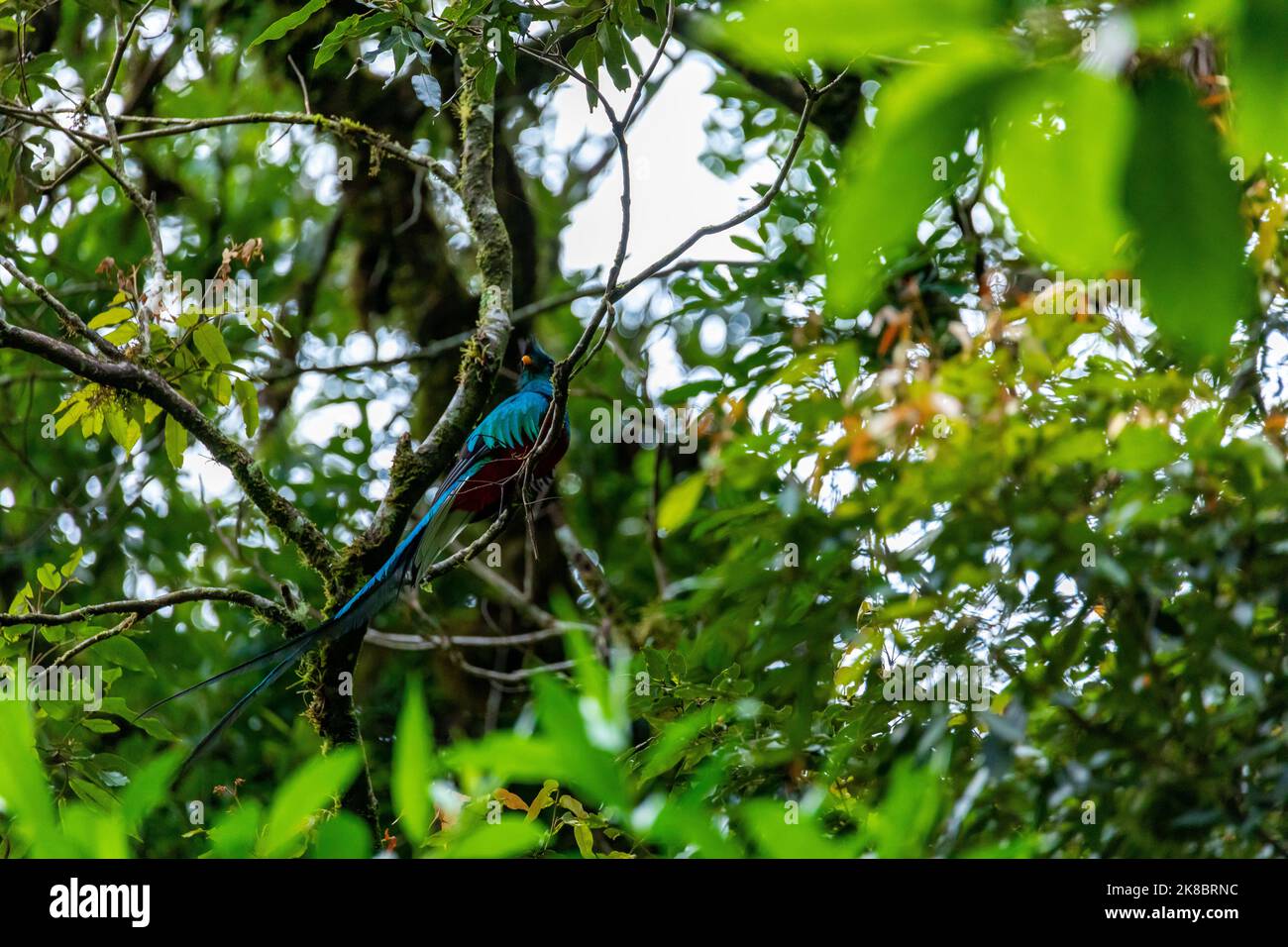Strahlender Quetzal, Pharomachrus mocinno, Savegre in Costa Rica, mit grünem Wald im Hintergrund. Prachtvoller grüner und roter Vogel. Vogelbeobachtung Stockfoto