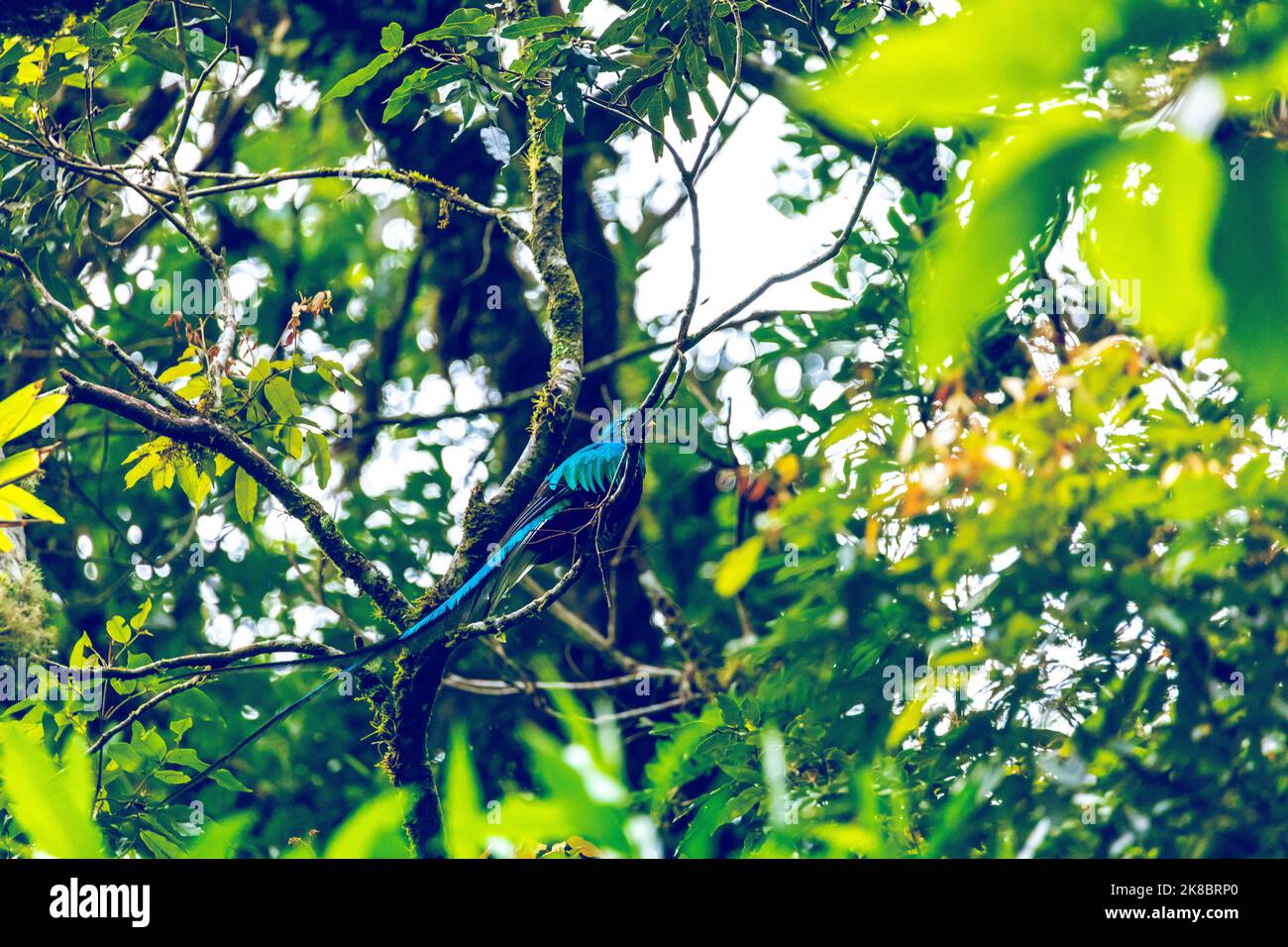 Strahlender Quetzal, Pharomachrus mocinno, Savegre in Costa Rica, mit grünem Wald im Hintergrund. Prachtvoller grüner und roter Vogel. Vogelbeobachtung Stockfoto