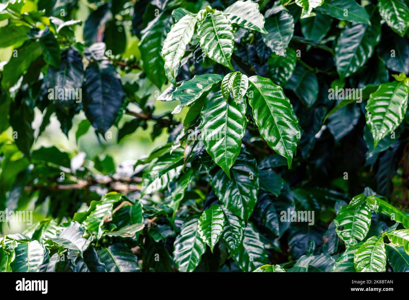 Kaffeeplantage, rohe grüne Kaffeebohnen und Blätter, in Boquete, Panama. Mittelamerika. Stockfoto