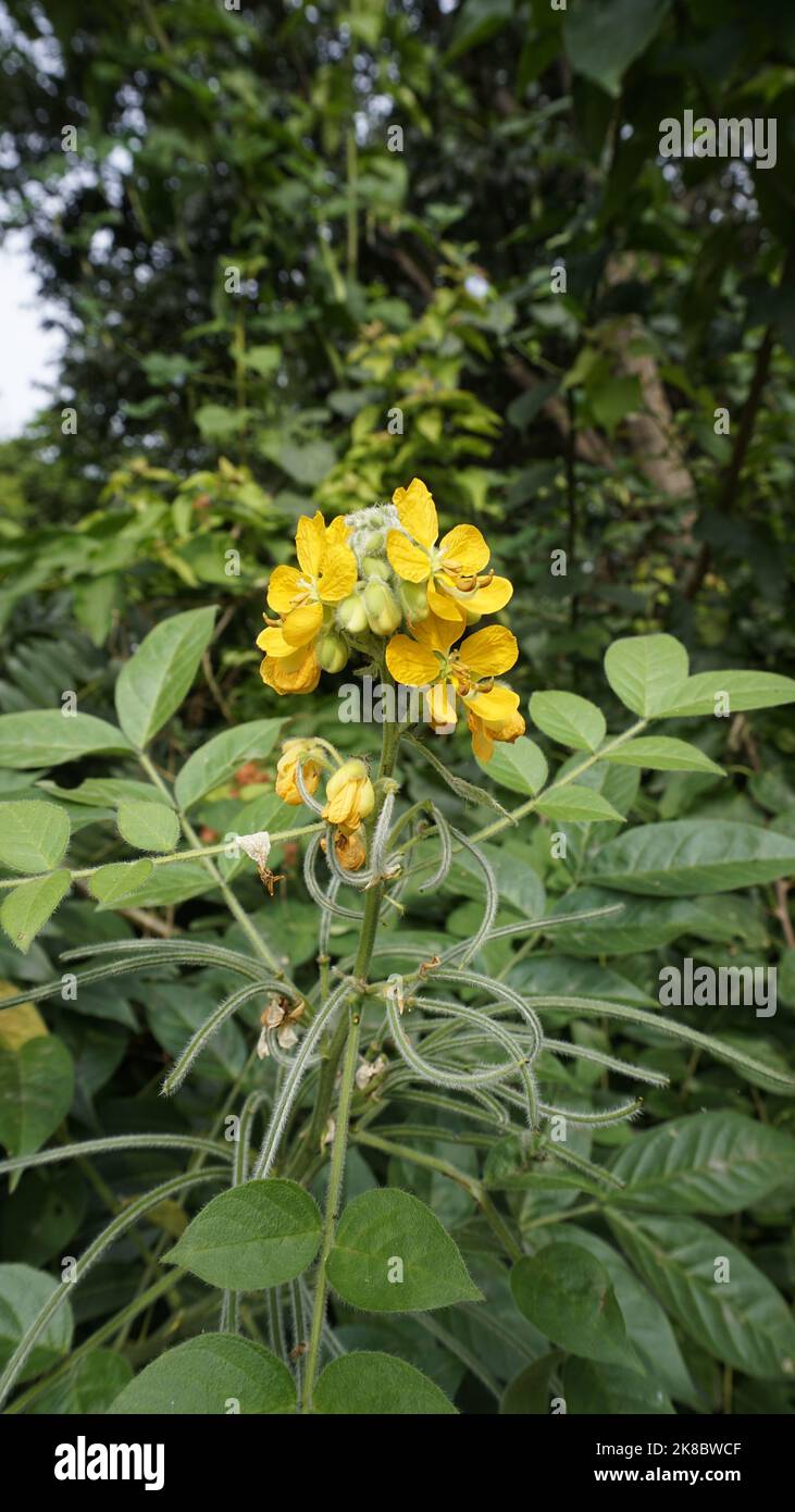 Schöne gelbe Blüten von Senna hirsuta auch bekannt als Woolly oder Hairy senna zusammen mit grünen Blättern Hintergrund. Mobiles Format oder Hochformat Stockfoto