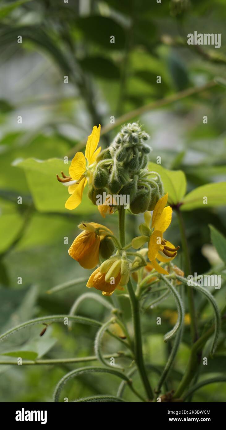 Schöne gelbe Blüten von Senna hirsuta auch bekannt als Woolly oder Hairy senna zusammen mit grünen Blättern Hintergrund. Mobiles Format oder Hochformat Stockfoto