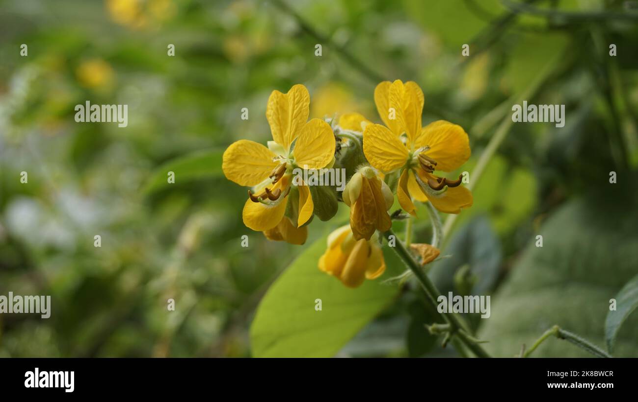 Schöne gelbe Blüten von Senna hirsuta auch bekannt als Woolly oder Hairy senna zusammen mit grünen Blättern Hintergrund. Landscape Wallpaper-Format Stockfoto