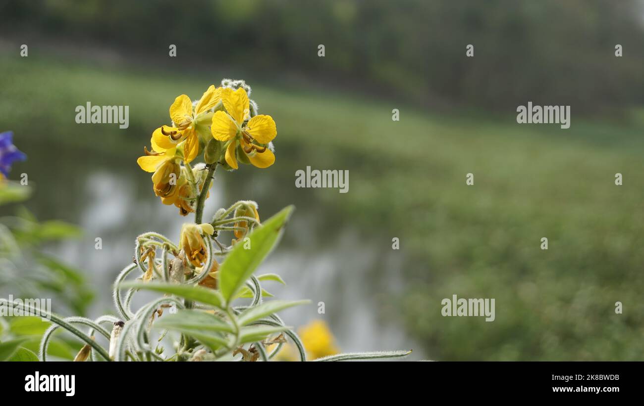 Schöne gelbe Blüten von Senna hirsuta auch bekannt als Woolly oder Hairy senna zusammen mit grünen Blättern Hintergrund. Landscape Wallpaper-Format Stockfoto